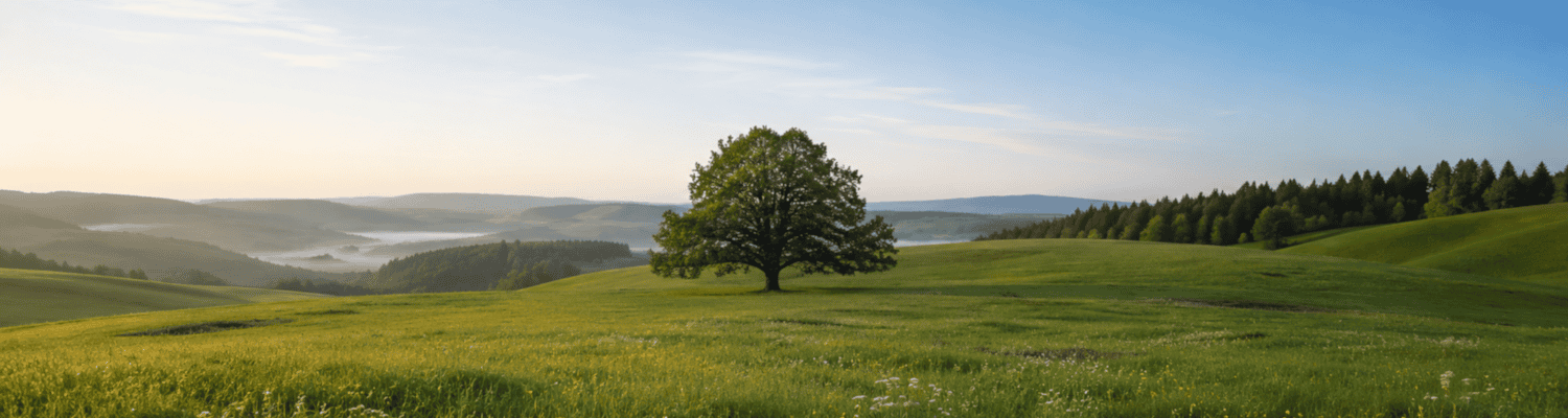 Offene Wiesenlandschaft mit sanftem Morgenlicht und weitem Horizont.